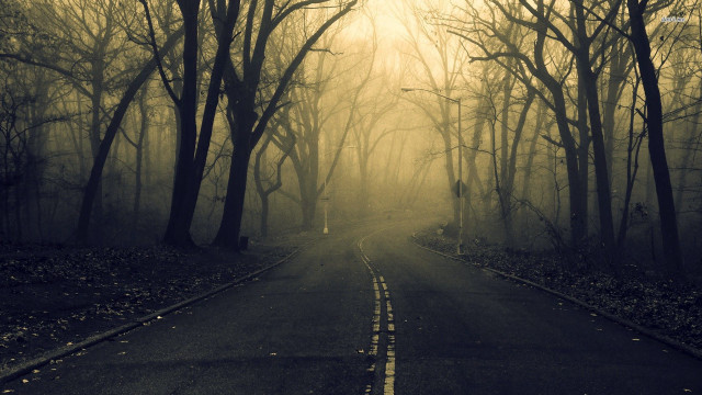 Forest road trees fog nature free wallpaper for desktop - medium preview image