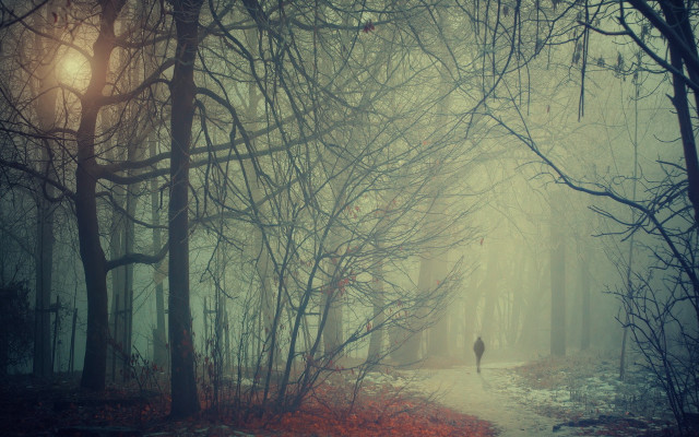 Person walking forest fog trees free wallpaper for desktop - medium preview image