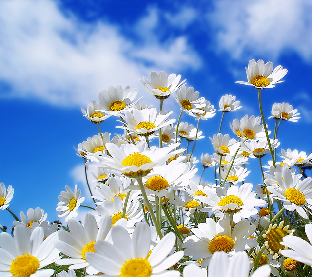 Flower field blue sky daisies #2 free wallpaper for tablet - medium preview image