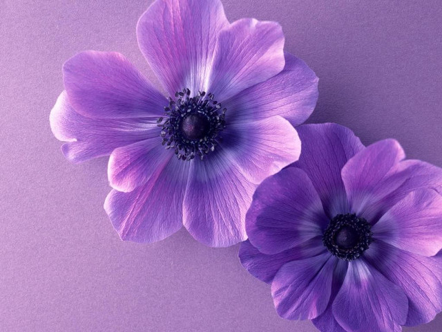 Purple flowers purple background black free wallpaper for desktop - medium preview image