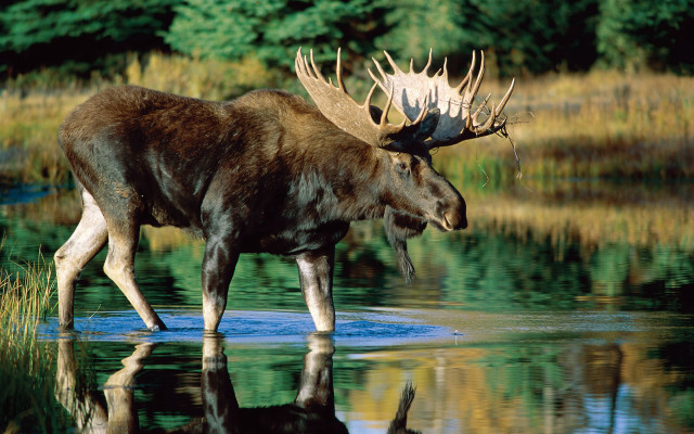 Moose antlers mouth reflection water free wallpaper for desktop - medium preview image