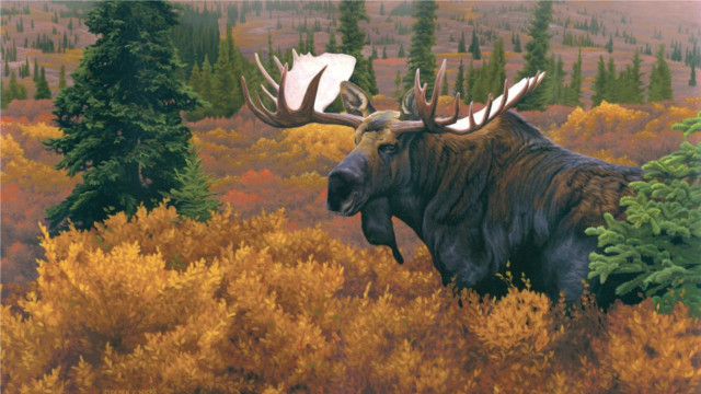 Moose large antlers walking forest free wallpaper for desktop - medium preview image