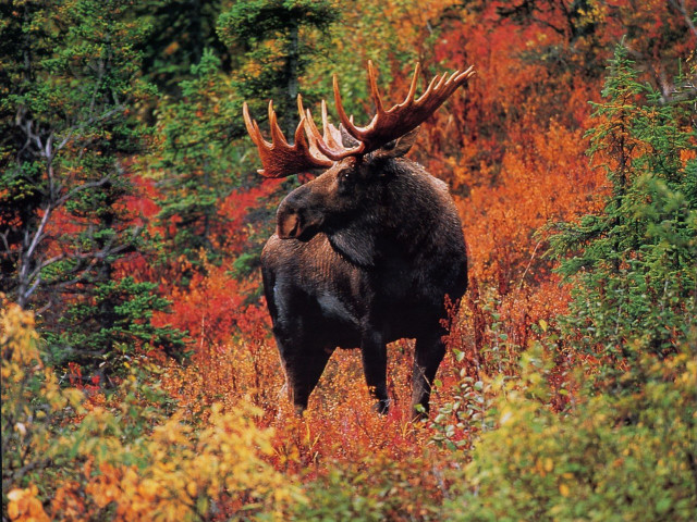Moose large antlers autumn forest free wallpaper for desktop - medium preview image
