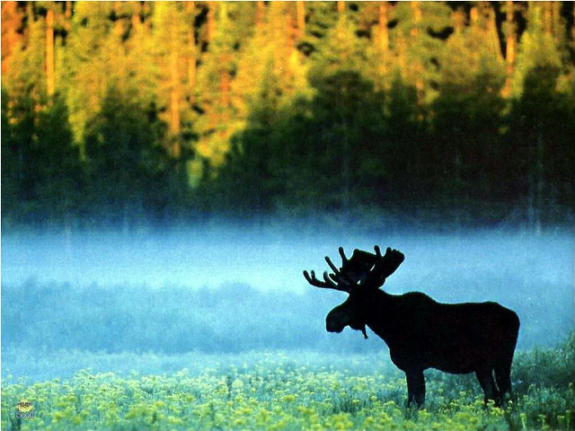Moose field trees background fog free wallpaper for desktop - medium preview image