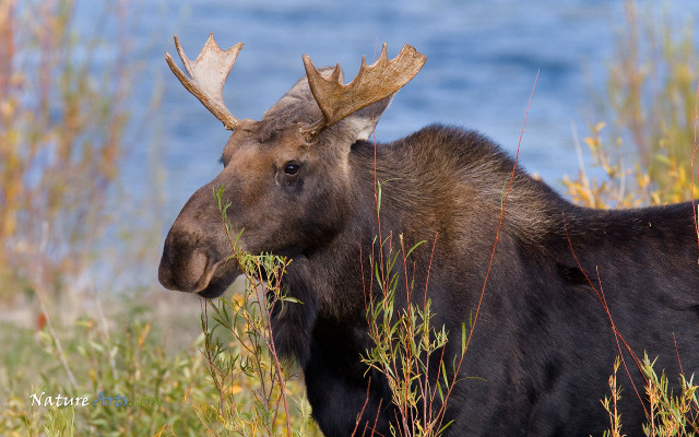 Moose large antlers tall grass free wallpaper for desktop - medium preview image