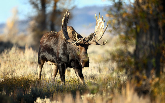 Moose large antlers field grass free wallpaper for desktop - medium preview image