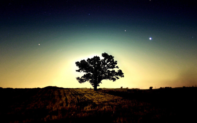 Lone tree field night moon free wallpaper for desktop - medium preview image
