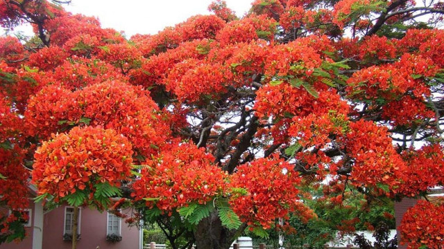 Tree red flowers house pink free wallpaper for desktop - medium preview image