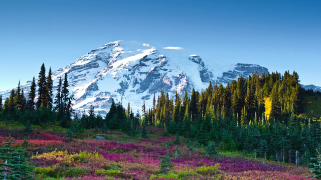 Mountain snow peak trees flowers free wallpaper for desktop - medium preview image