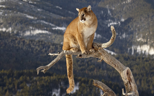 Mountain lion tree branch mountains free wallpaper for desktop - medium preview image