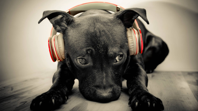 Black dog headphones wooden floor free wallpaper for desktop - medium preview image
