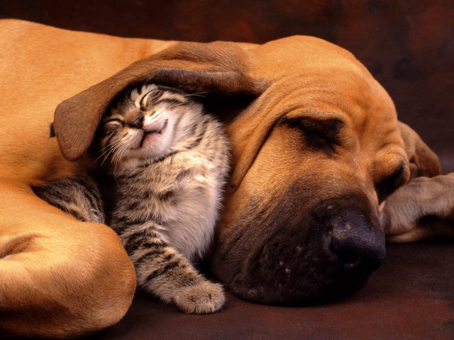 Cat dog sleeping together couch free wallpaper for desktop - medium preview image