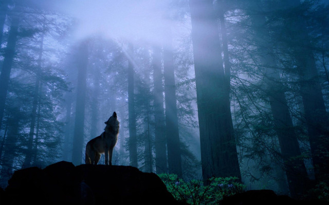 Wolf rock forest night fog free wallpaper for desktop - medium preview image