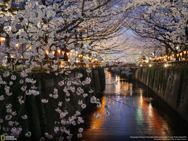 River flowers bridge lights people free wallpaper for desktop - medium preview image