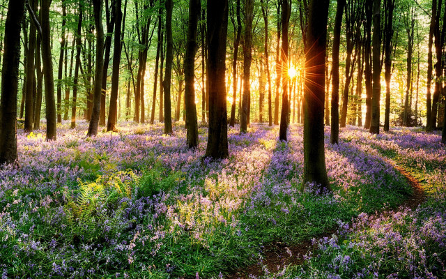 Forest purple flowers sunlight trees #2 free wallpaper for desktop - medium preview image