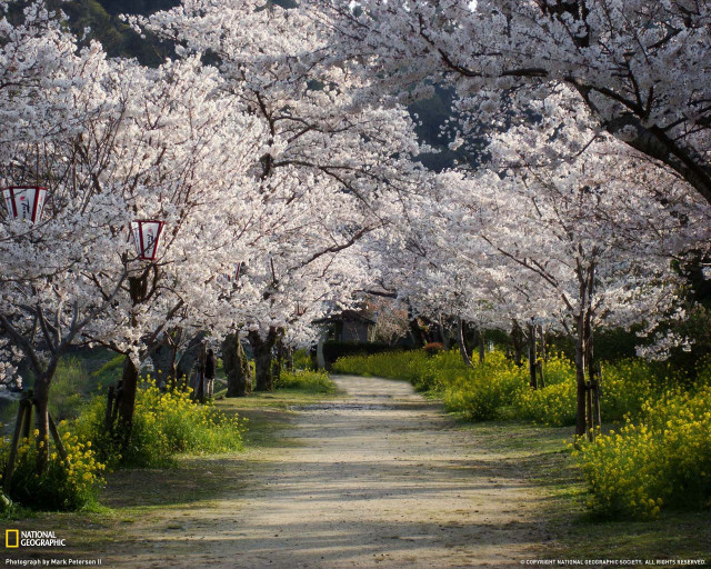 Dirt road trees white flowers free wallpaper for desktop - medium preview image