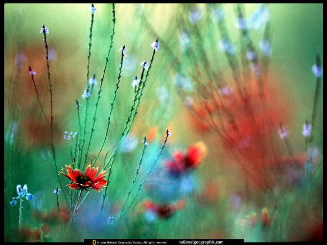 Field of flowers blurry background #4 free wallpaper for desktop - medium preview image
