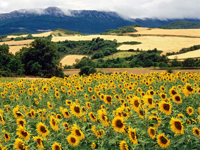 Sunflowers field mountains clouds sky free wallpaper for desktop - medium preview image