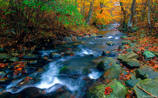 Autumn stream forest leaves rocks free wallpaper for desktop - medium preview image