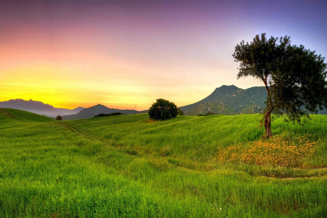 Tree field mountains sunset colorful #2 free wallpaper for desktop - medium preview image