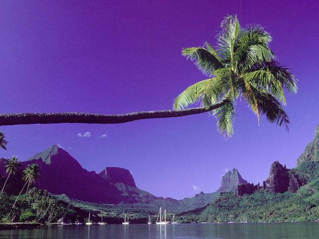 Palm tree water mountains boat free wallpaper for desktop - medium preview image