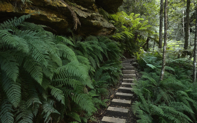 Forest path ferns rock formation free wallpaper for desktop - medium preview image