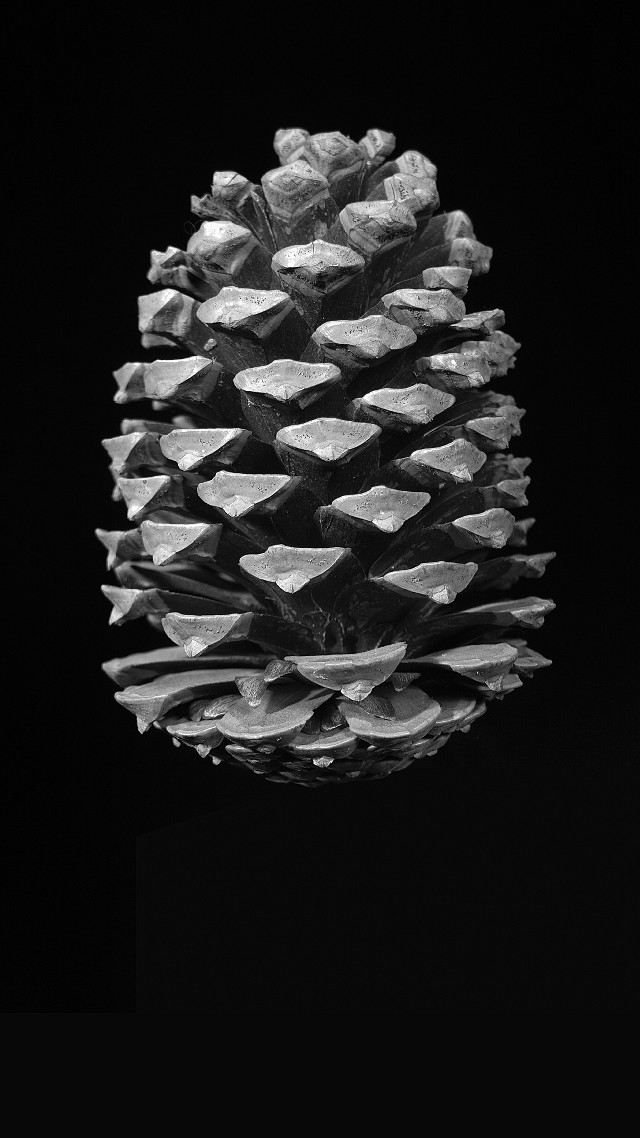 Pine cone black white background free wallpaper for mobile - medium preview image
