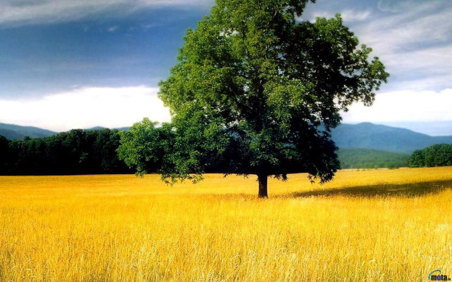 Lone tree yellow grass mountains free wallpaper for desktop - medium preview image