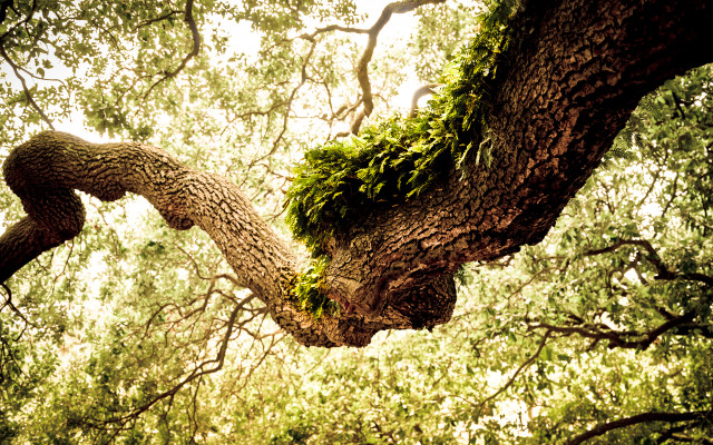 Tree large branch moss sky free wallpaper for desktop - medium preview image