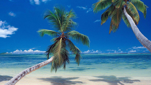 Palm trees beach blue sky free wallpaper for desktop - medium preview image