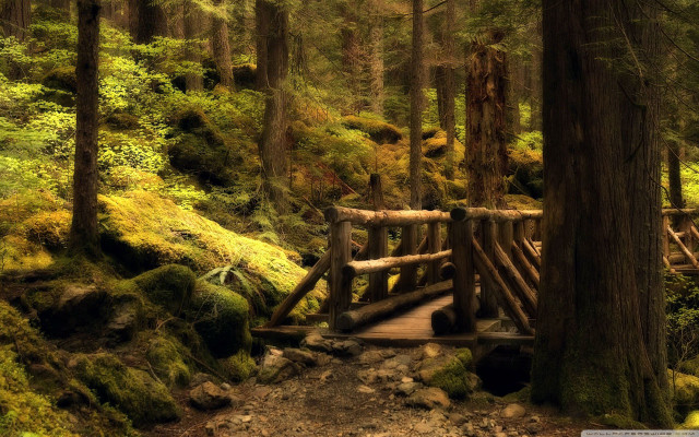 Wooden bridge forest mossy trees free wallpaper for desktop - medium preview image