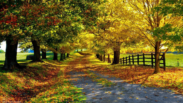 Dirt road trees fall leaves free wallpaper for desktop - medium preview image