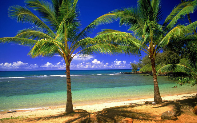 Beach palm trees ocean sky free wallpaper for desktop - medium preview image