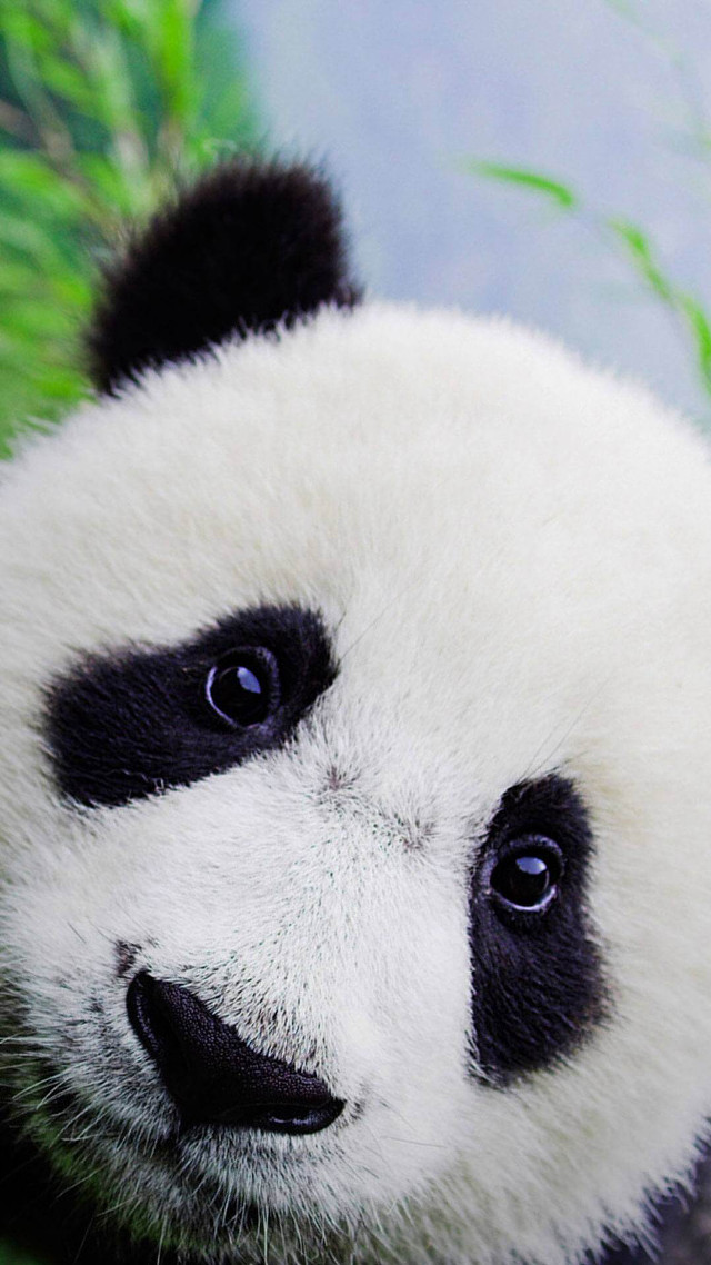 Panda bear sitting grass sad free wallpaper for mobile - medium preview image