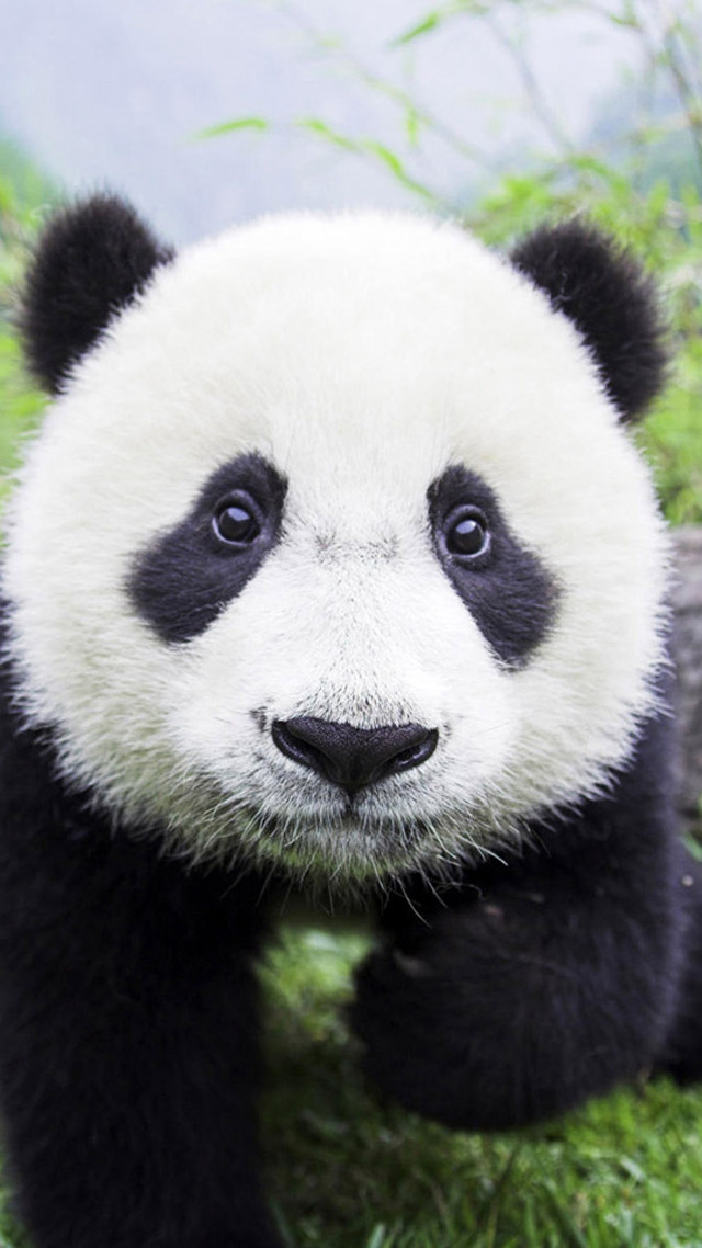 Panda sad sitting grass field free wallpaper for mobile - medium preview image