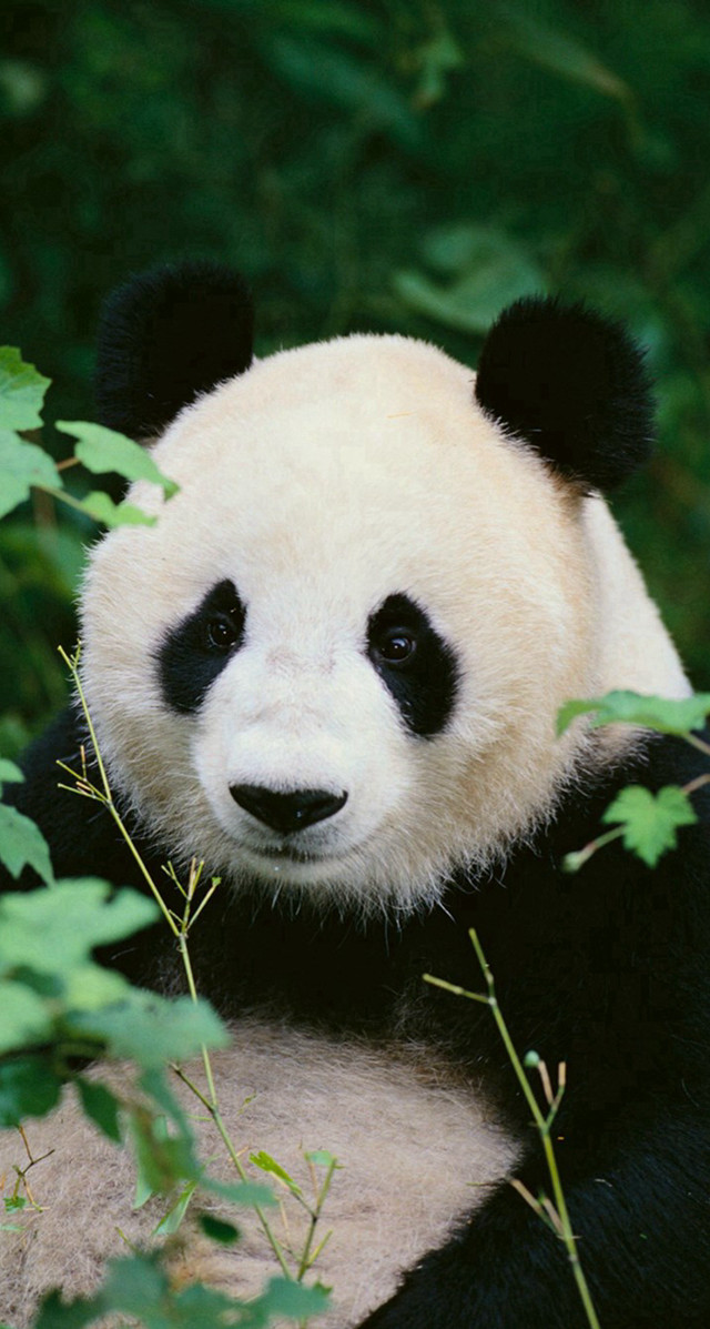 Panda bear sitting on branch free wallpaper for mobile - medium preview image