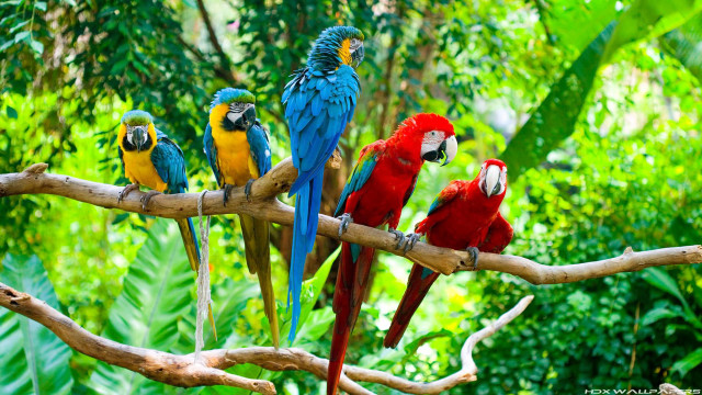 Colorful birds tree branch forest free wallpaper for desktop - medium preview image