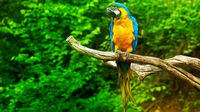 Colorful parrot perched branch forest #2 free wallpaper for desktop - medium preview image