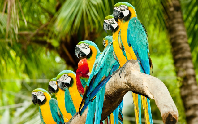 Colorful parrots tree branch palm free wallpaper for desktop - medium preview image