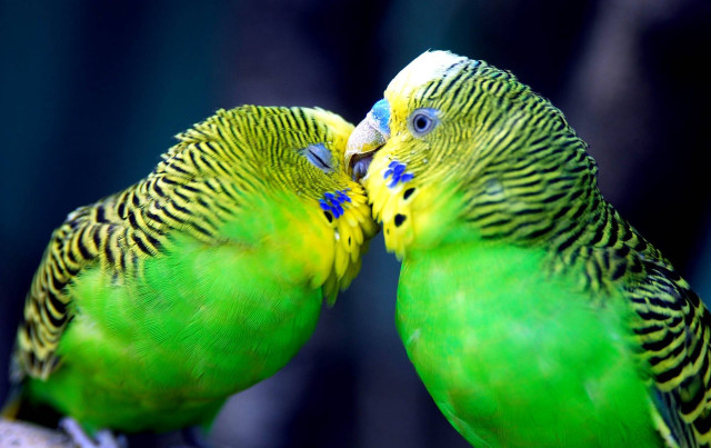 Two green birds kissing branch #2 free wallpaper for desktop - medium preview image