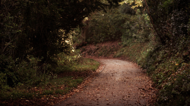 Dirt road surrounded by trees #4 free wallpaper for desktop - medium preview image