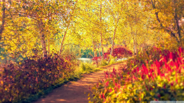 Forest path autumn fire flames free wallpaper for desktop - medium preview image
