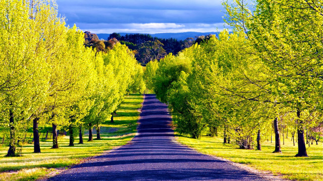 Road trees grass forest green free wallpaper for desktop - medium preview image