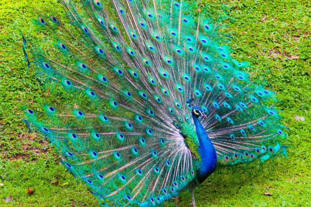 Peacock feathers spread grass tree free wallpaper for desktop - medium preview image