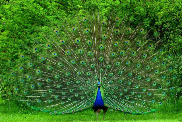 Peacock feathers spread grass trees free wallpaper for desktop - medium preview image
