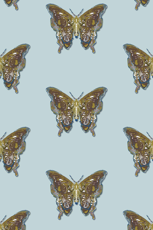 Butterfly pattern butterflies wings image free wallpaper for mobile - medium preview image