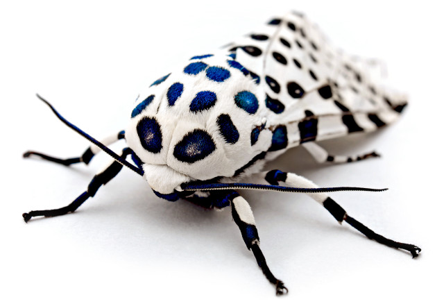 White blue bug spots body free wallpaper for desktop - medium preview image