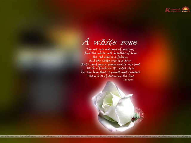 White rose poem blurry background free wallpaper for desktop - medium preview image