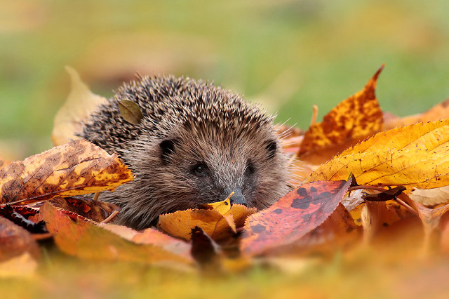 Hedgehog hiding leaves grass field free wallpaper for desktop - medium preview image