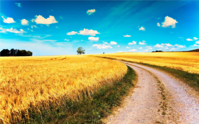 Dirt road wheat field blue free wallpaper for desktop - medium preview image